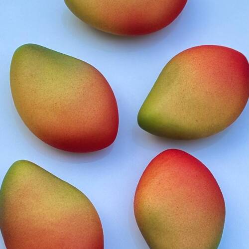 Desert Mango